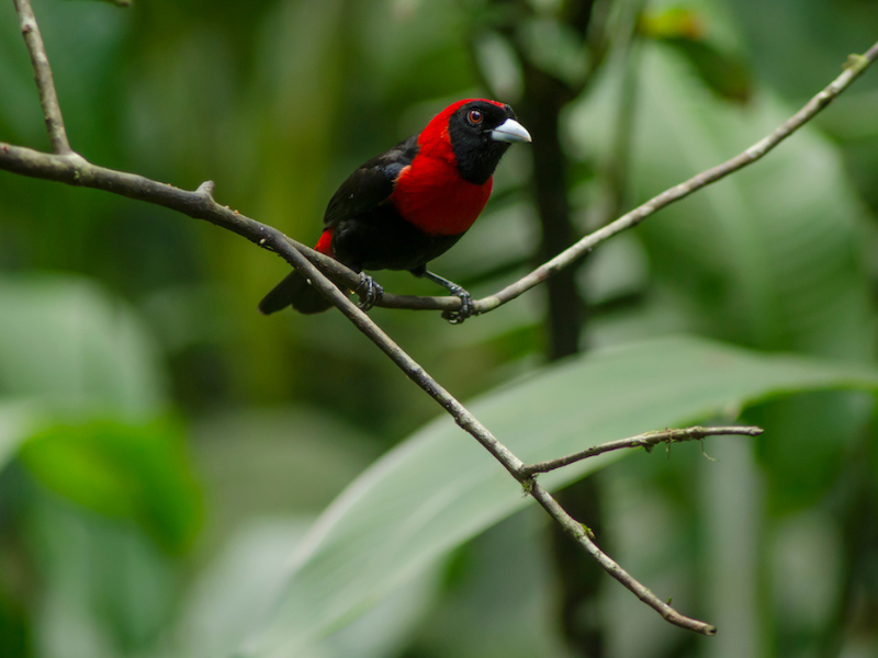 Birdwatching Green Season in La Fortuna