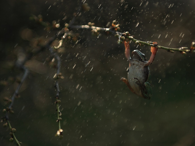 Wildlife Rainy Season in Costa Rica
