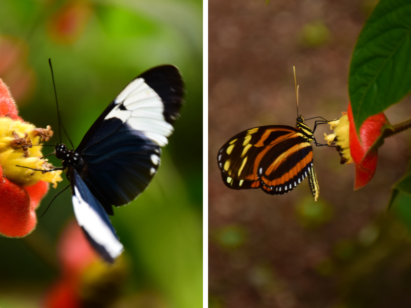 Butterflies La Fortuna Waterfall Butterflies La Fortuna Waterfall