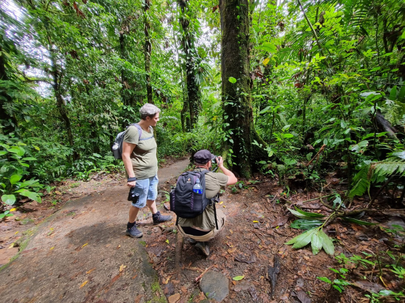 guided tour rainforest path mistico