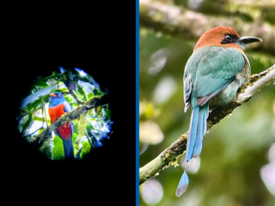 tropical birds mistico park canopy
