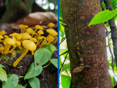 wildlife conservation mistico park arenal