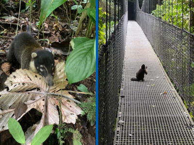 wildlife spotting mistico park costa rica
