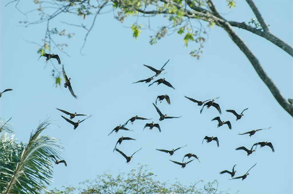Blue Pass Palo Verde Bebedero birds