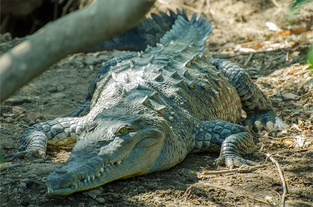 Blue Pass Palo Verde Bebedero howler crocodile