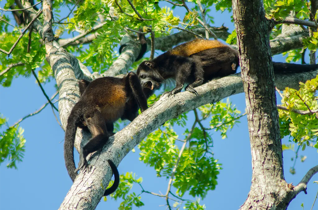 Blue Pass Palo Verde Bebedero howler monkeys