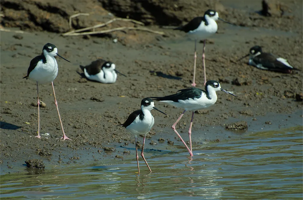 Blue Pass Palo Verde Bebedero stilts