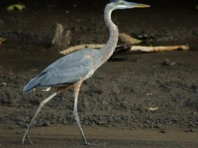 birdwatching palo verde park