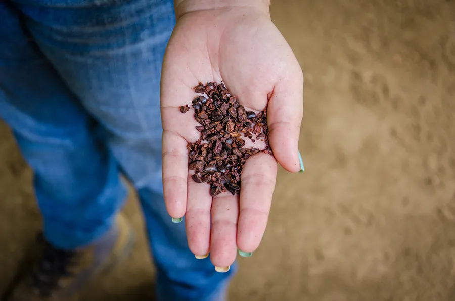 chocolatetour3 Rainforest BluePass