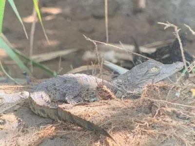 crocodiles bebedero river