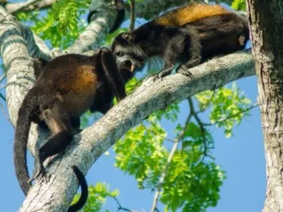 monkeys bebedero river tour