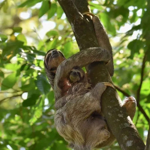 discover-sloths-costa-rica discover-sloths-costa-rica