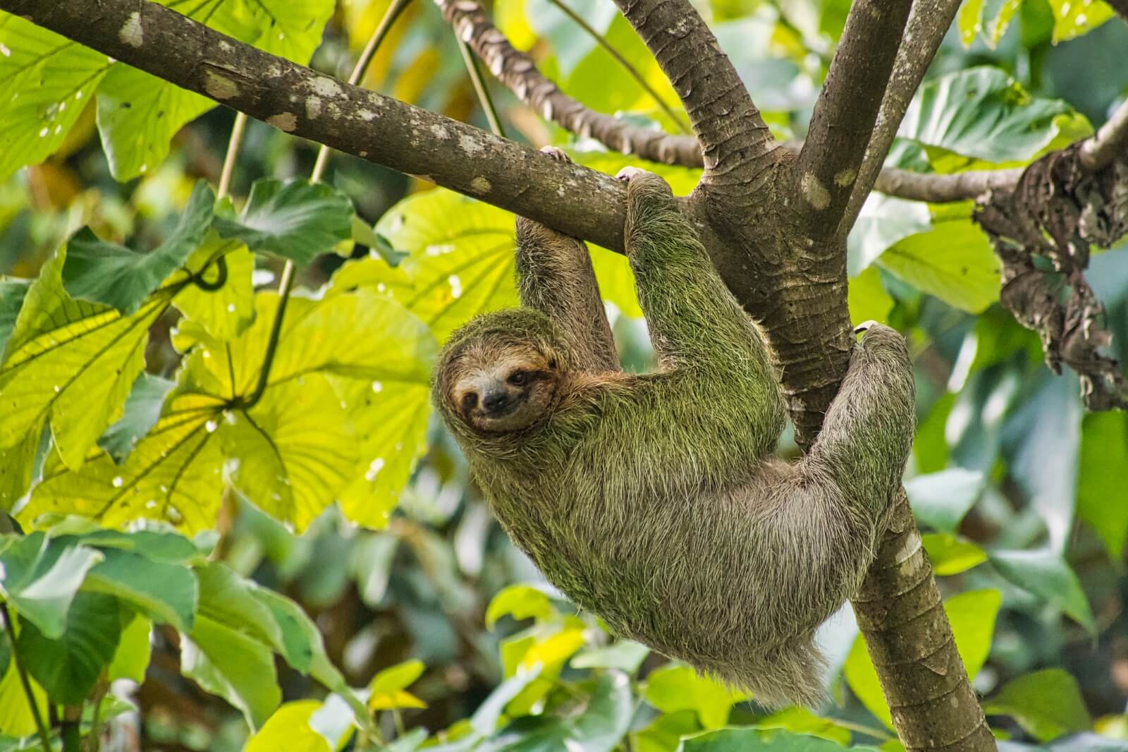 discover sloths costa rica discover sloths costa rica