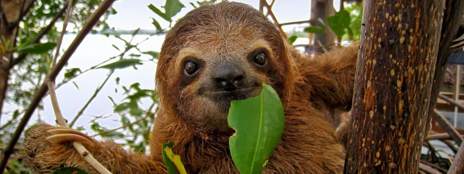 wildlife adventures la fortuna wildlife adventures la fortuna