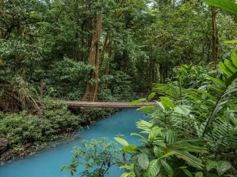 A well-marked hiking trail surrounded by tropical rainforest leading to Rio Celeste in Tenorio Volcano National Park, Costa Rica