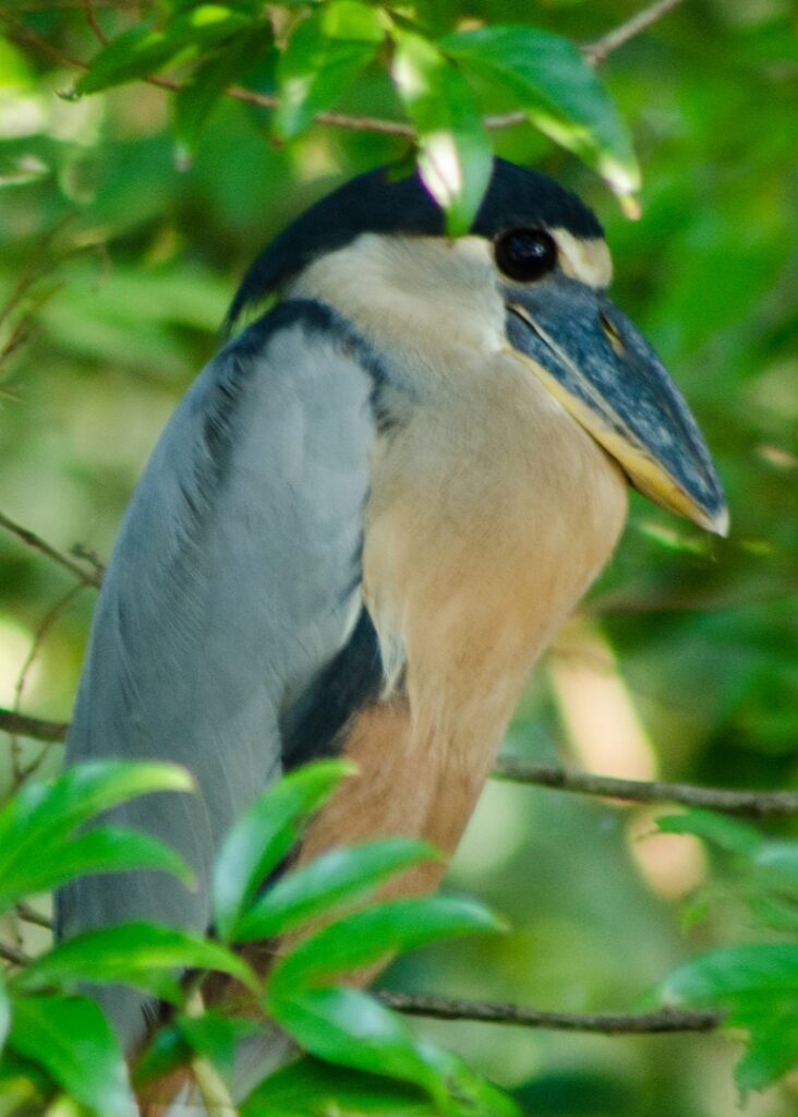 Palo Verde at Bebedero Blue Pass 24
